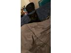 Adopt Kal-El a All Black American Shorthair / Mixed (short coat) cat in Taylors