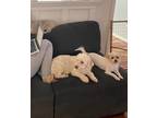 Adopt Butters & Nala a Tan/Yellow/Fawn - with White Goldendoodle / Shih Tzu /