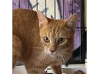 Adopt Creamsicle a Orange or Red Domestic Shorthair / Mixed (short coat) cat in