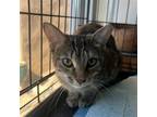 Adopt Jessica a Brown or Chocolate Domestic Shorthair / Mixed (short coat) cat