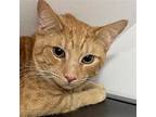 Adopt Chompers a Orange or Red Domestic Shorthair / Mixed (short coat) cat in