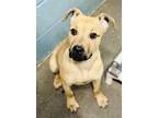 Adopt Rogue a Tan/Yellow/Fawn Black Mouth Cur / Mixed dog in Clarkesville