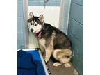 Adopt May a White - with Black Siberian Husky / Mixed dog in Clarkesville