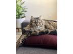 Adopt Holly a Gray, Blue or Silver Tabby Norwegian Forest Cat / Mixed (long