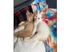 Adopt Ginevra W. & Gabrielle D. a Orange or Red Tabby Domestic Shorthair (short