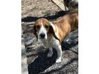 Adopt Lexi a Red/Golden/Orange/Chestnut - with White Beagle / Mixed dog in