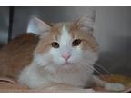Adopt Winston a Domestic Mediumhair / Mixed (medium coat) cat in Lancaster