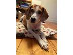 Adopt Rosie a White - with Tan, Yellow or Fawn Hound (Unknown Type) / Mixed dog