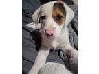 Adopt Sarah Blue a Mixed Breed (Medium) / Mixed dog in Mcclellanville