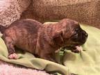 Adopt 2 Female pit bull terrier pups left a Brindle - with White Bull Terrier /