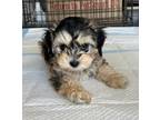 Adopt TAWNY a Black - with Tan, Yellow or Fawn Maltipoo / Poodle (Miniature) /