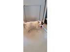 Adopt MELLOW a White - with Brown or Chocolate Collie / Mixed dog in Burlington