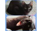 Adopt STITCH a All Black Domestic Shorthair (short coat) cat in Downey