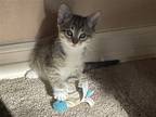 Adopt Blueberry a Gray or Blue (Mostly) Domestic Shorthair / Mixed (short coat)