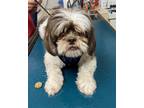 Adopt Rosie Parks a Tan/Yellow/Fawn Shih Tzu / Mixed dog in Spring