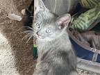 Adopt Mia a Gray or Blue (Mostly) Domestic Shorthair / Mixed (short coat) cat in