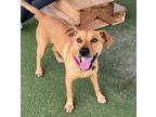 Adopt Myra a Mixed Breed (Medium) / Mixed dog in Columbia, IL (41475878)