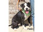 Adopt Flask a American Pit Bull Terrier / Mixed dog in Gautier, MS (41476863)