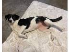 Adopt Lucy a Border Collie / Labrador Retriever / Mixed dog in Scottsboro