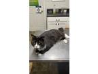 Adopt Byron a Black & White or Tuxedo Domestic Longhair / Mixed (long coat) cat
