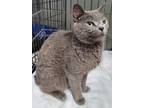 Adopt Sasha a Domestic Shorthair / Mixed (short coat) cat in Darlington