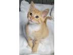 Adopt Nacho a Domestic Shorthair / Mixed (short coat) cat in Darlington