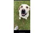Adopt Iris a Labrador Retriever / Mixed dog in Darlington, SC (41476857)