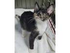 Adopt Tiramisu a Domestic Shorthair / Mixed (short coat) cat in Darlington