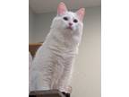 Adopt Dansby a Domestic Longhair / Mixed (short coat) cat in Alpharetta