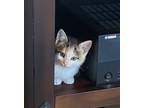 Adopt Poppy a Calico or Dilute Calico Domestic Shorthair (short coat) cat in La