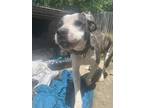 Adopt Queen a White - with Black American Pit Bull Terrier / Mixed dog in