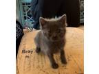 Adopt Binky a Domestic Shorthair / Mixed cat in Fenton, MO (41476639)