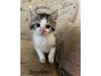 Adopt Bruster a Domestic Shorthair / Mixed cat in Fenton, MO (41476638)