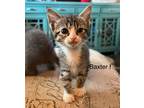 Adopt Baxter a Domestic Shorthair / Mixed cat in Fenton, MO (41476637)
