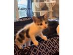Adopt Bailey a Domestic Shorthair / Mixed cat in Fenton, MO (41476636)