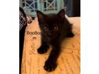 Adopt BooBoo a Domestic Shorthair / Mixed cat in Fenton, MO (41476635)