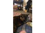 Adopt Muddy a Calico or Dilute Calico American Shorthair / Mixed (short coat)