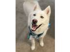 Adopt Stark a White Husky / Mixed dog in Centreville, VA (41476609)