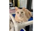 Adopt Gato del Sol a Domestic Shorthair / Mixed (short coat) cat in Cincinnati