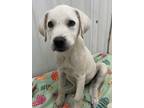 Adopt Nori a Labrador Retriever / Mixed Breed (Medium) / Mixed dog in Tool