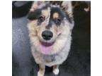 Adopt Cincy a Merle Pomeranian / Husky / Mixed dog in Wadsworth, IL (41476630)