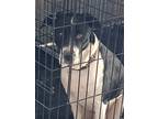 Adopt Anya aka sheriff Anya a Black - with White Pitsky / Labrador Retriever /