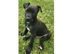 Adopt Syd a Black Pit Bull Terrier / Labrador Retriever / Mixed dog in