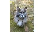 Adopt Willow a Gray or Blue (Mostly) Ragdoll / Mixed (long coat) cat in Atlanta