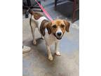 Adopt Daisy a White Beagle / Jack Russell Terrier / Mixed dog in Aurora