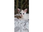 Adopt DARLA a Calico or Dilute Calico Domestic Shorthair (short coat) cat in