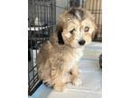 Adopt TANNER a Tan/Yellow/Fawn Maltipoo / Poodle (Miniature) / Mixed dog in