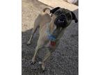 Adopt Duke a Tan/Yellow/Fawn Pug / Beagle / Mixed dog in Phoenix, AZ (41473023)