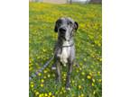 Adopt Cypress a Great Dane / Mixed dog in Grand Forks, ND (41475756)