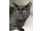 Adopt Binkie a Domestic Shorthair / Mixed (short coat) cat in Grand Forks